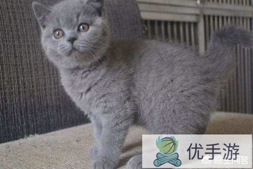 有什么2000以下的宠物猫适合家养?