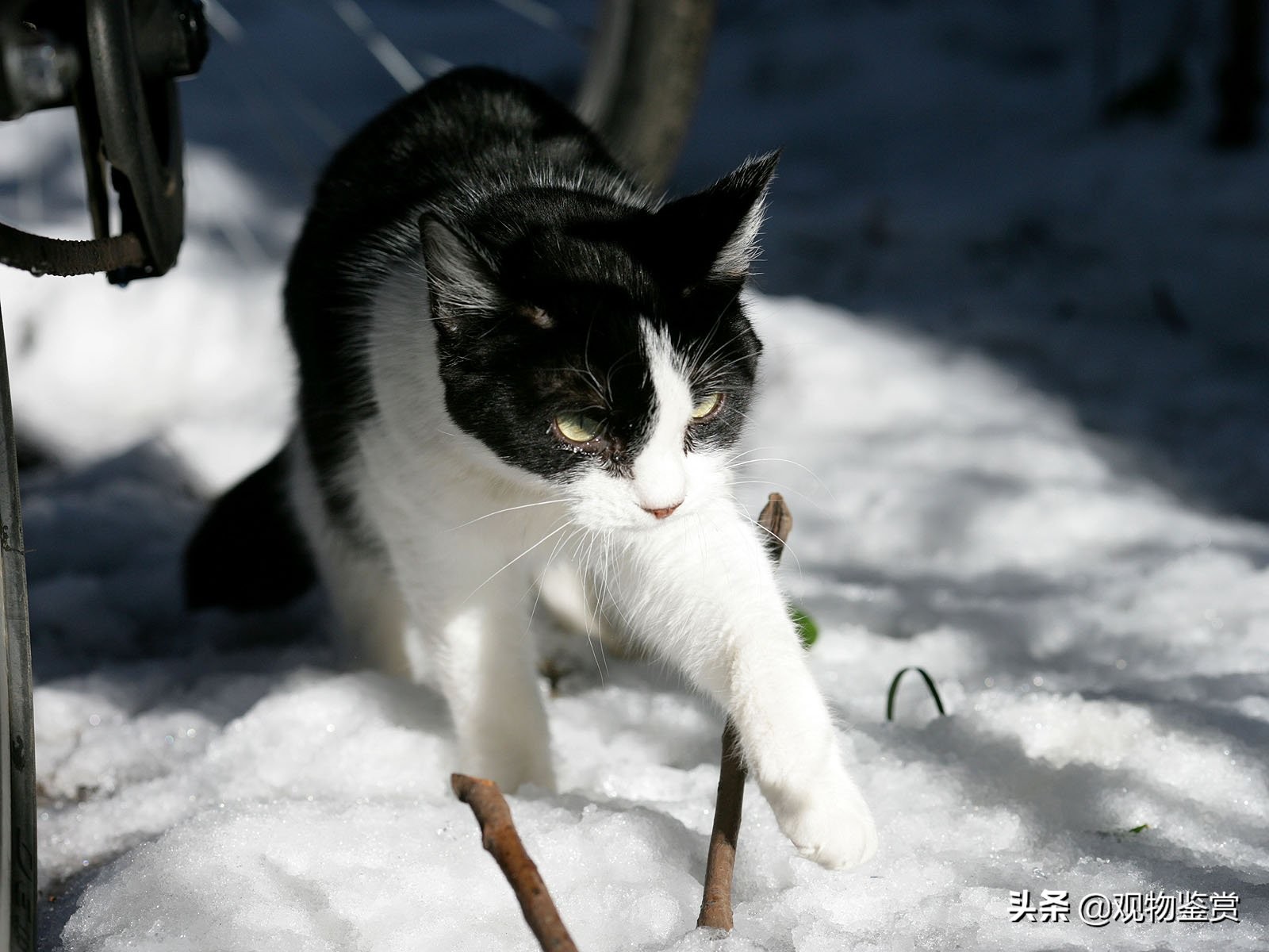 猫为什么喜欢把老鼠玩到半死不活才吃，直接吃掉不是省体力么?(猫为什么玩老鼠之后才吃的)