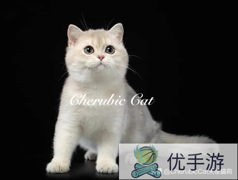 出生几天的小猫才开眼?要注意什么?(刚出生小猫几天开眼)